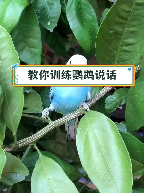 鹦鹉学说话循环录音素材：让你的鹦鹉开口说话