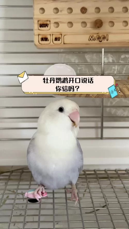 鹦鹉学说话循环录音素材：让你的鹦鹉开口说话