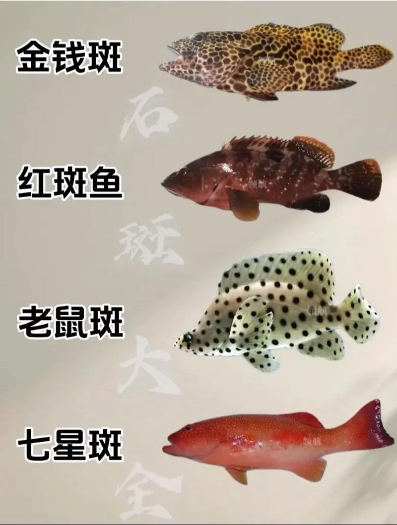 黑海岸石斑鱼在哪钓？高效捕获秘籍大公开