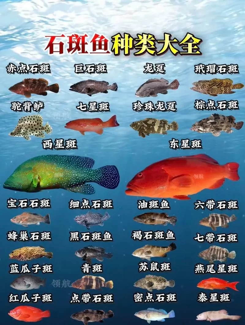黑海岸石斑鱼在哪钓？高效捕获秘籍大公开