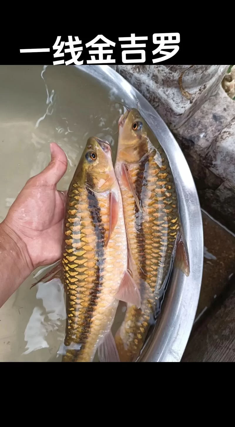 黑海岸石斑鱼在哪钓？高效捕获秘籍大公开