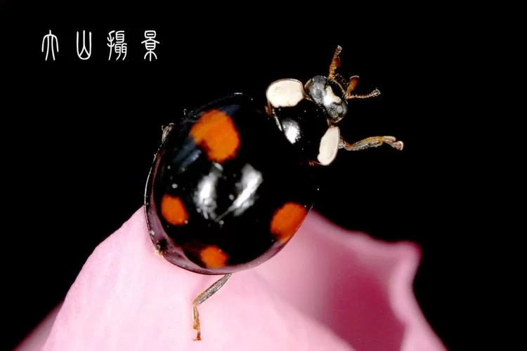 黑色瓢虫的习性与生活环境大揭秘