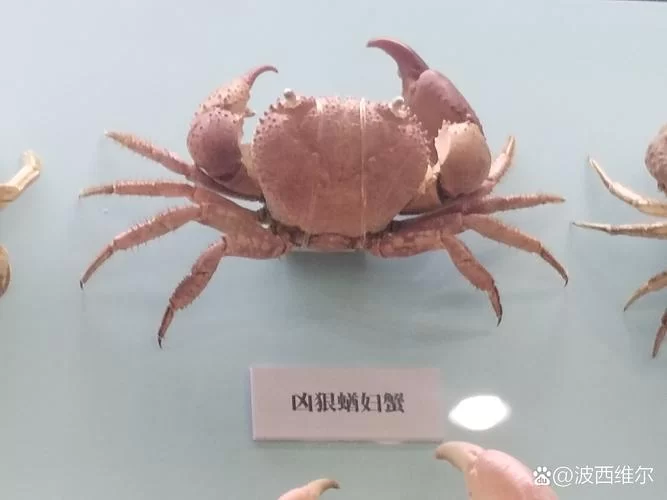 龙虎猴成语解析：揭秘这些成语的深层含义