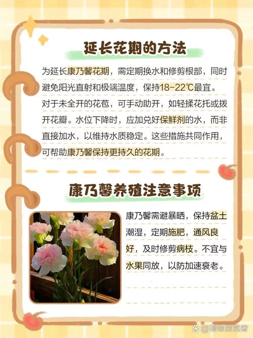 康乃馨俱乐部版本大全选择困难？教你轻松挑选不踩坑！