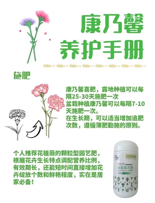 康乃馨俱乐部版本大全选择困难？教你轻松挑选不踩坑！