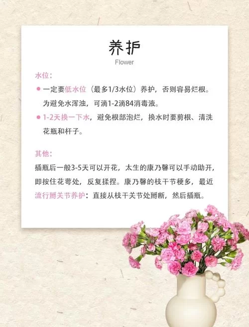 康乃馨俱乐部版本大全选择困难？教你轻松挑选不踩坑！