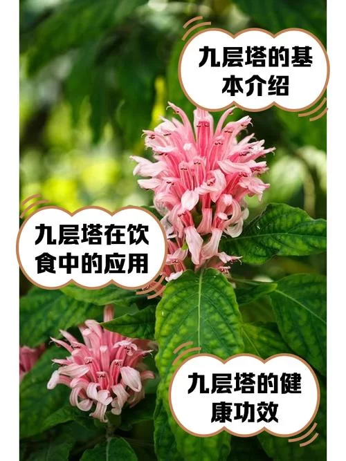 想知道践踏之塔9层更新地址？这份攻略千万别错过！