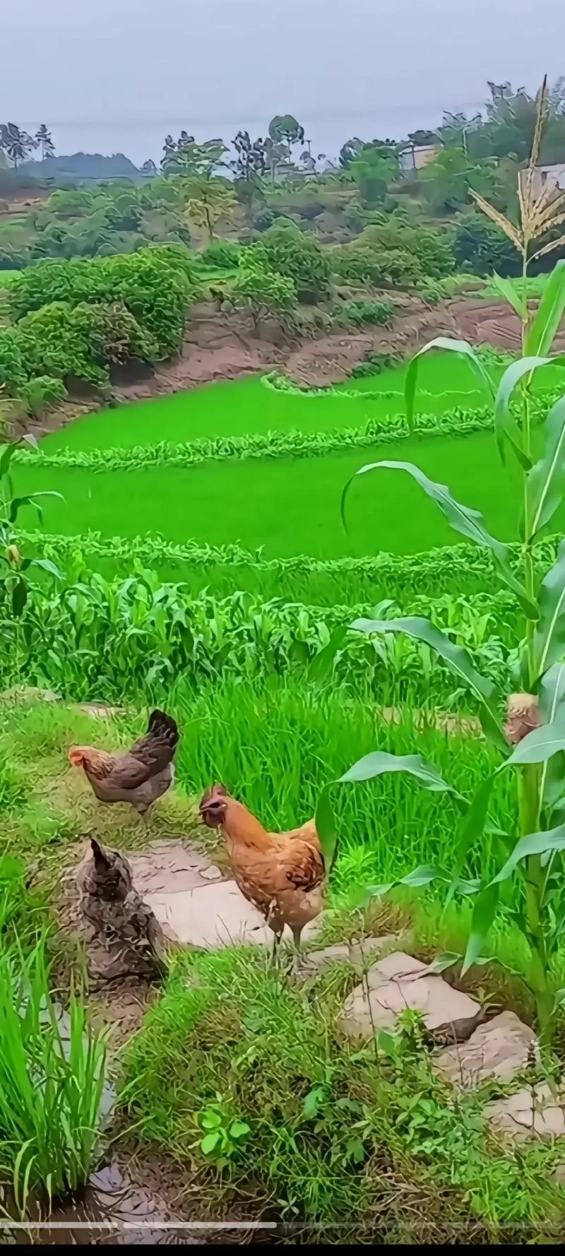 乡下生活版本大全真不错！教你解锁N种田园乐趣！