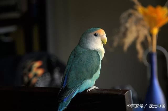 仙凤驯兽师游戏介绍有哪些亮点？萌宠养成与战斗详解！