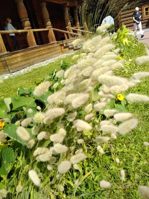 优艳之花在哪下载最方便？一键获取安装包的方法！