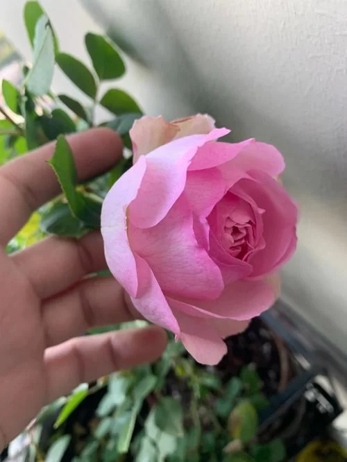 优艳之花版本大全怎么找？(一篇文章帮你集齐所有版本)