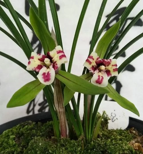优艳之花版本大全怎么找？(一篇文章帮你集齐所有版本)