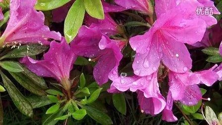优艳之花版本大全怎么找？(一篇文章帮你集齐所有版本)