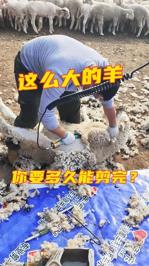 剪羊羊最新版本好用吗？新手小白快速上手教程！