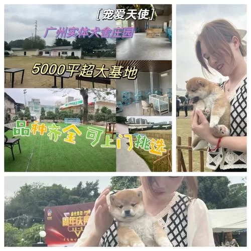 哪里有岛主日记汉化版下载？这些地方安全又靠谱！