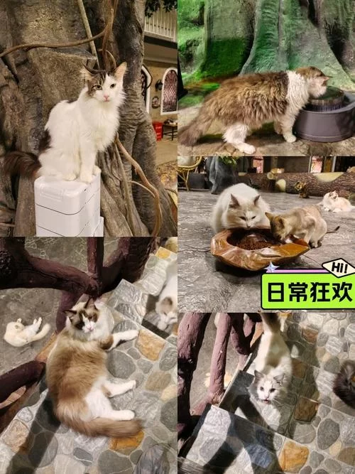 喵喵岛3如何下载？这里有超详细的步骤指南！