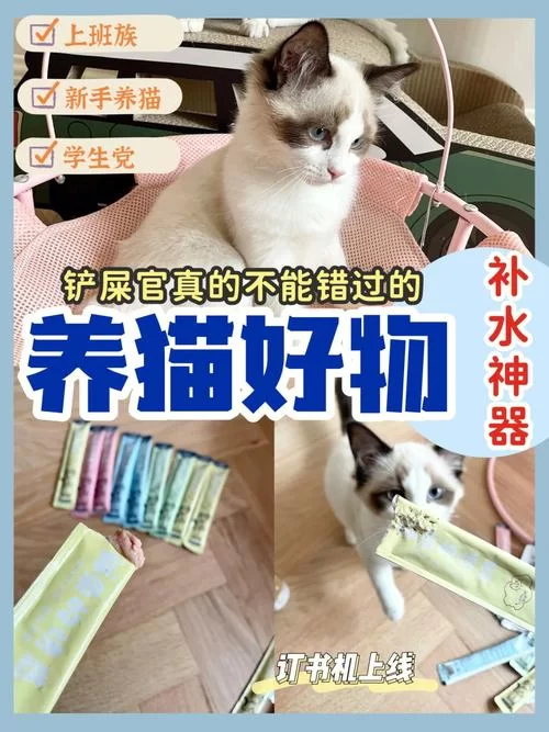 喵喵岛3最新版本是多少？玩家千万别错过最新内容！