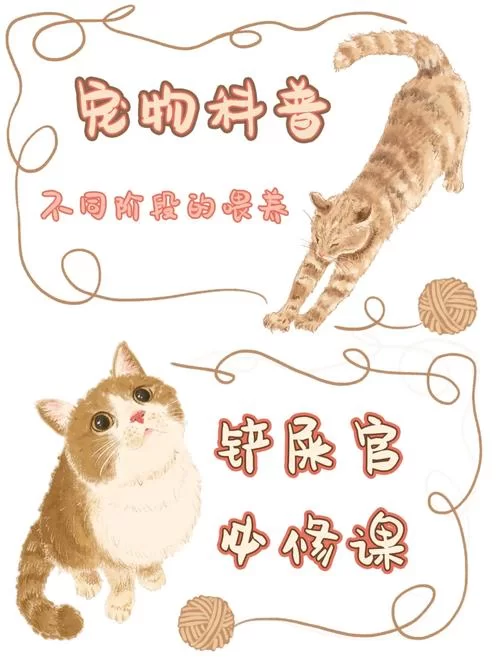 喵喵岛3最新版本福利领取，新手礼包千万别错过！