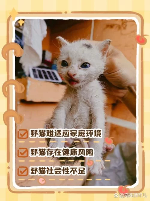 小野猫N上下载安卓安全吗？下载前务必看看这个！