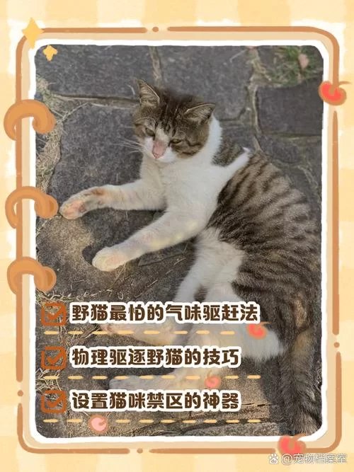 小野猫N上最新完整版怎么找？老司机教你快速获取！