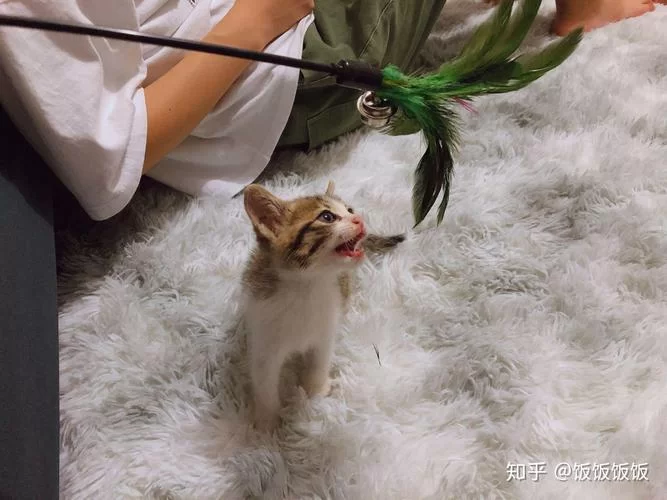 小野猫N上最新完整版怎么找？老司机教你快速获取！
