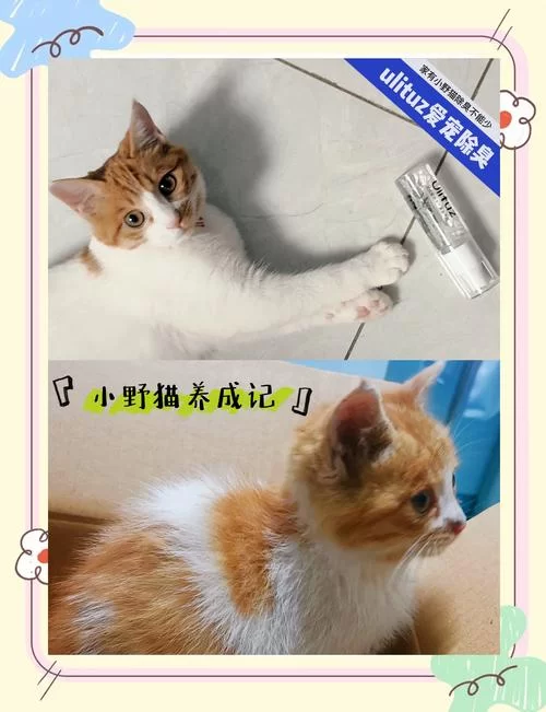 小野猫N上最新版本是多少？一分钟了解最新版详情。