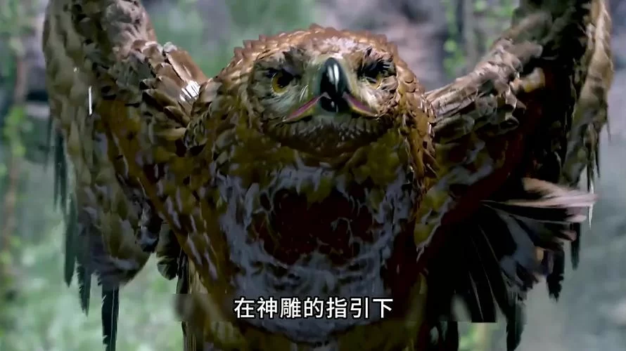 小野猫N上杨过游戏视频合集 (精彩瞬间不容错过哦)
