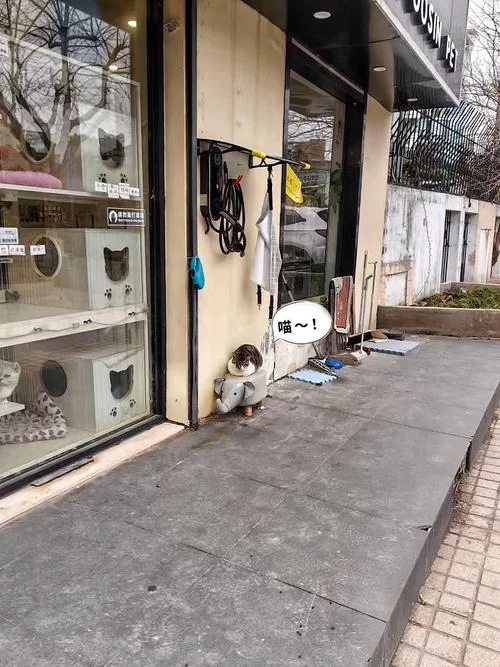 小野猫N上版本大全怎么找最全？这个方法超简单实用！