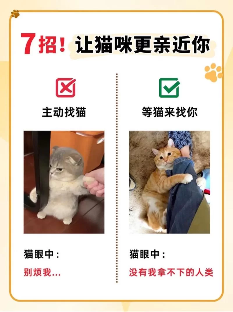 当你的猫咪下载地址找不到？试试这些靠谱的途径！
