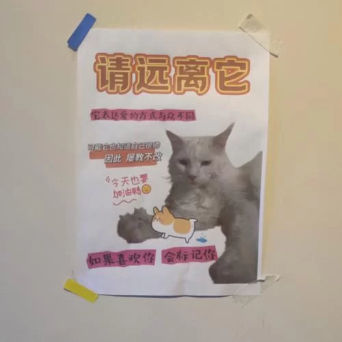 当你的猫咪下载地址找不到？试试这些靠谱的途径！