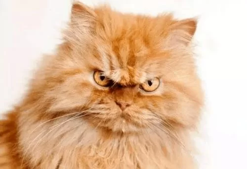 当你的猫咪在哪下载？这几款热门猫咪App超好用！