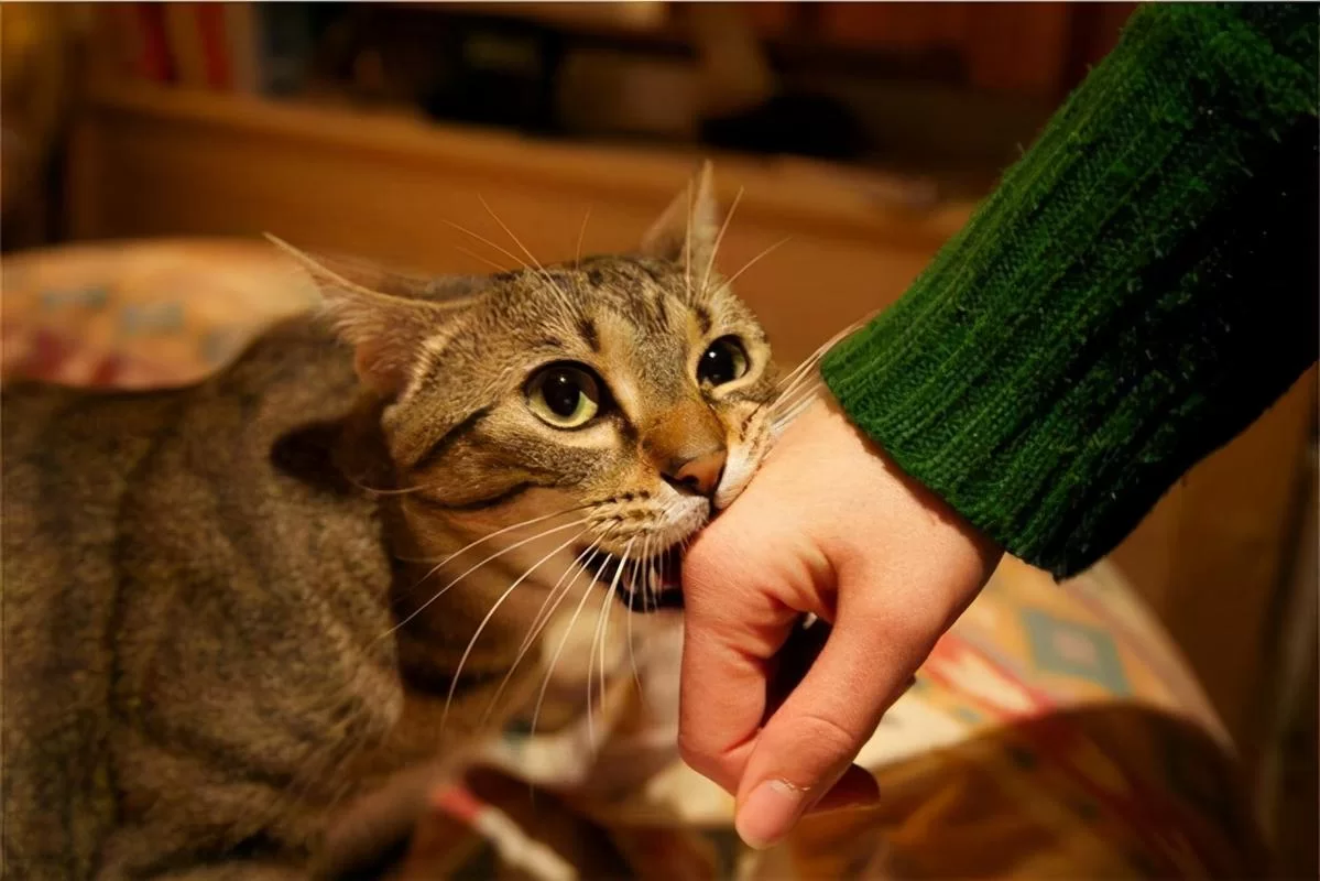 当你的猫咪在哪下载？这几款热门猫咪App超好用！