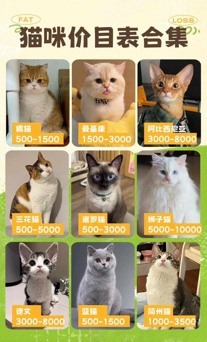 当你的猫咪官方网站必备哪些元素？这几样可千万不能少！