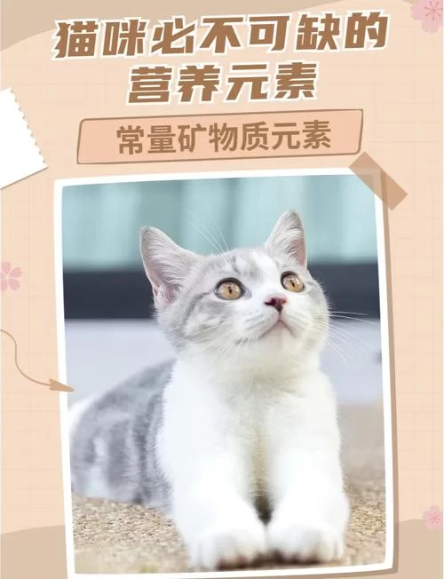 当你的猫咪官方网站必备哪些元素？这几样可千万不能少！