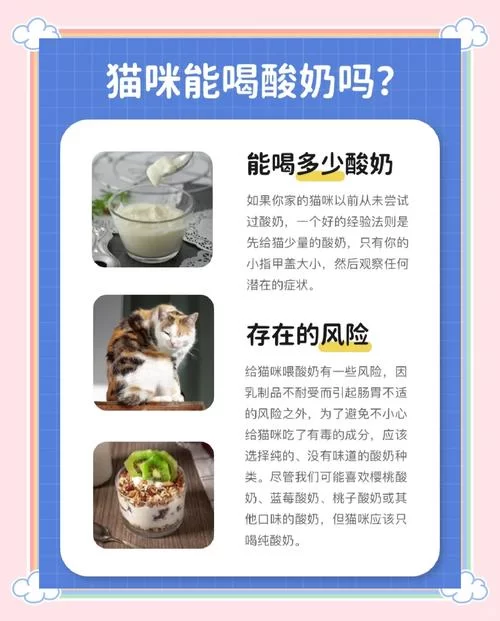 当你的猫咪官方网站必备哪些元素？这几样可千万不能少！