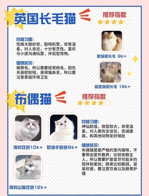 当你的猫咪官方网站必备哪些元素？这几样可千万不能少！