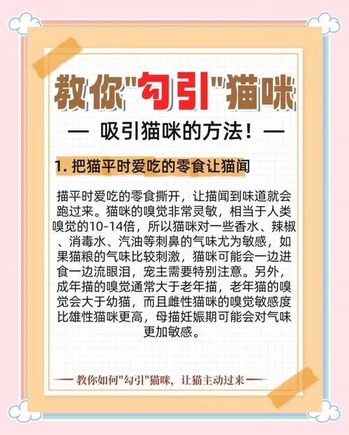 当你的猫咪官网怎么推广？简单几招让它人气爆棚！