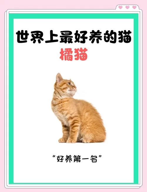 当你的猫咪官网怎么推广？简单几招让它人气爆棚！