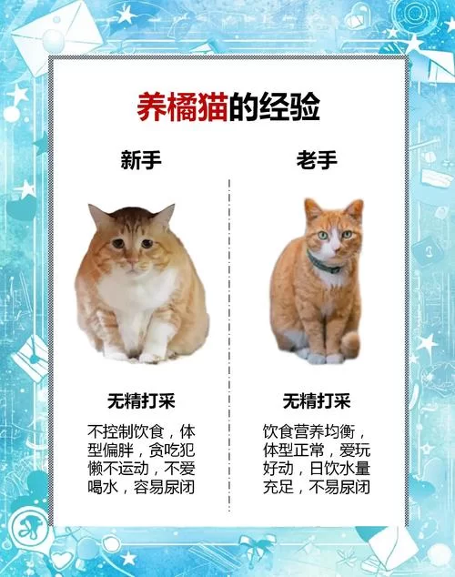 当你的猫咪官网怎么推广？简单几招让它人气爆棚！