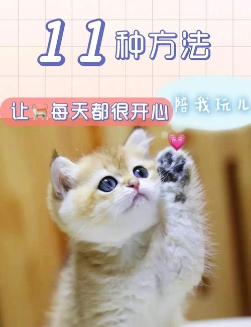 当你的猫咪官网怎么推广？简单几招让它人气爆棚！
