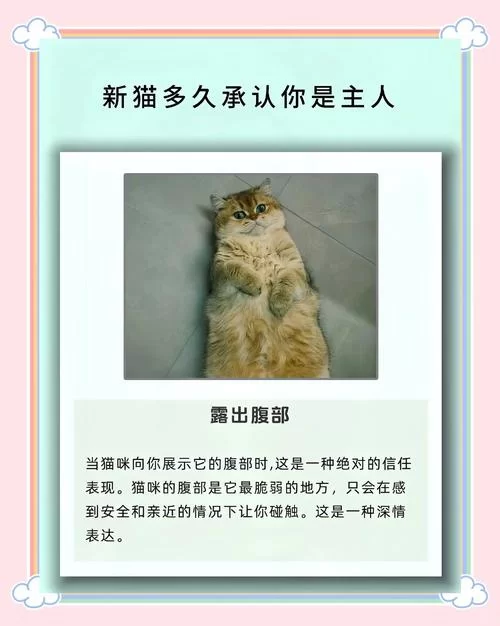 当你的猫咪更新地址，芯片和证件别忘了一起更新！