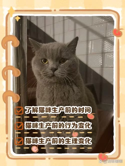 当你的猫咪更新地址，芯片和证件别忘了一起更新！