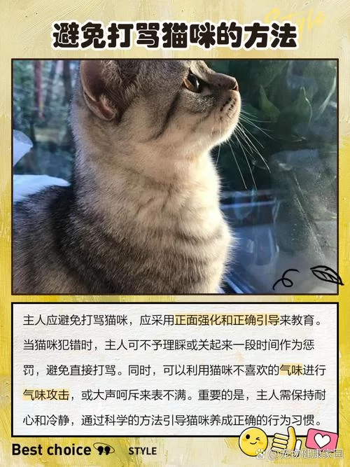当你的猫咪更新地址，芯片和证件别忘了一起更新！