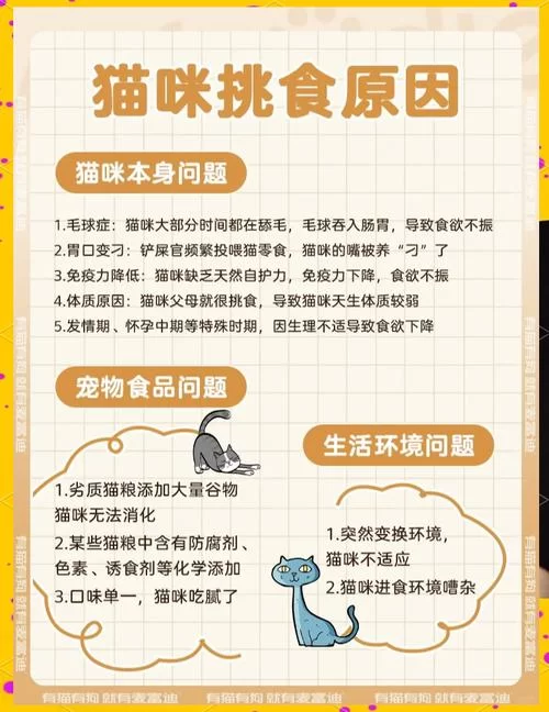 当你的猫咪最新不吃饭怎么办？教你几招轻松搞定挑食猫！