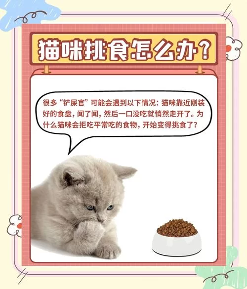 当你的猫咪最新不吃饭怎么办？教你几招轻松搞定挑食猫！