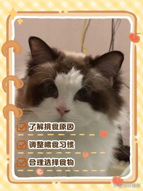 当你的猫咪最新不吃饭怎么办？教你几招轻松搞定挑食猫！