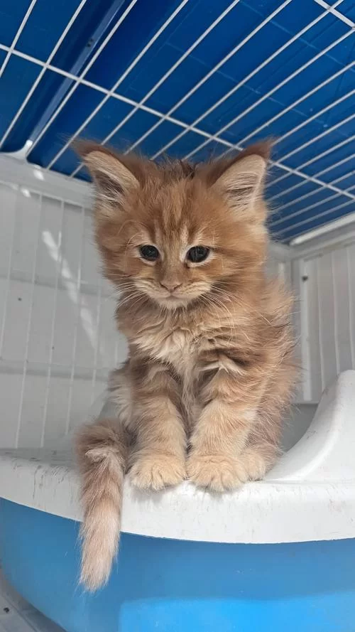 当你的猫咪最新版本是多少？一篇文章看懂新版本特性与变化！
