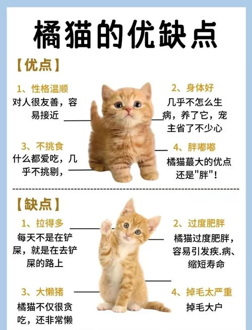 当你的猫咪最新版本是多少？一篇文章看懂新版本特性与变化！
