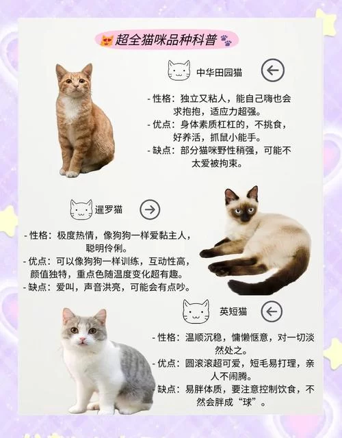 当你的猫咪最新版本是多少？一篇文章看懂新版本特性与变化！