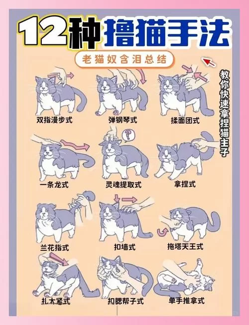 当你的猫咪最新版本有哪些技巧？(高手教你轻松通关)